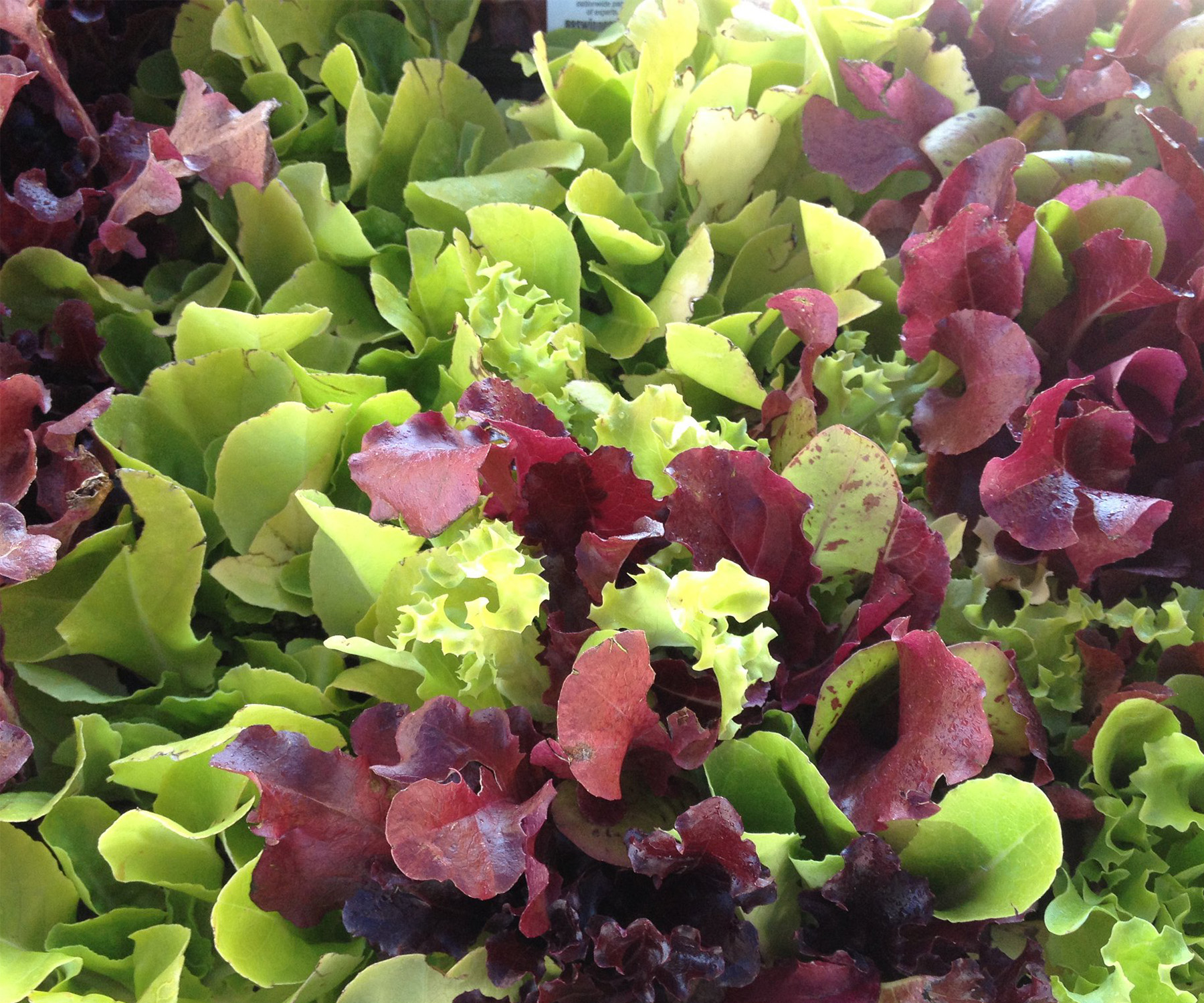 Teton Eats Teton Valley Farmers Market Rental Leaf